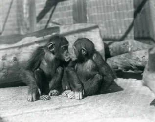 Zwei junge Schimpansen, Boo boo und Bibi, Kuss. Londoner Zoo, September 1927